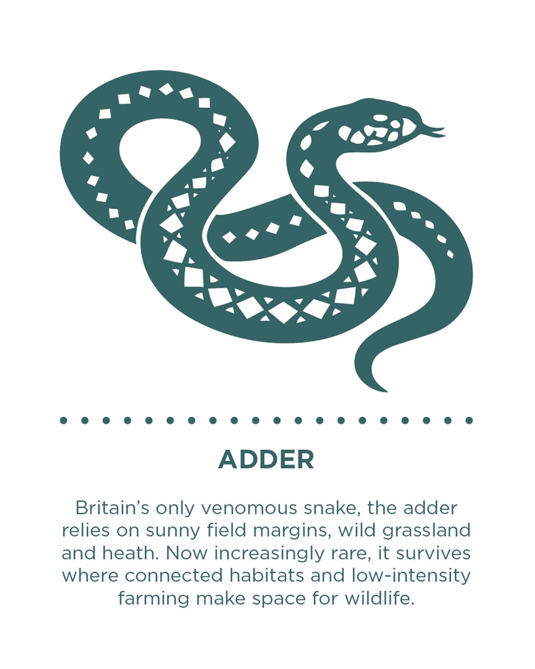 33 Parishes Adder