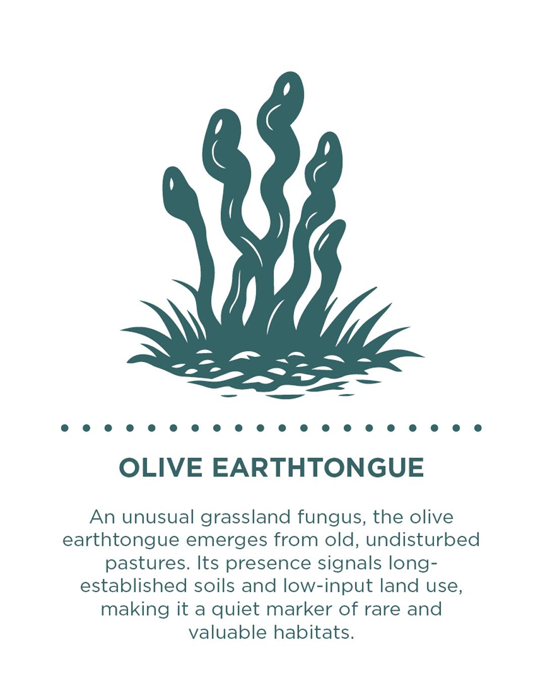 33 Parishes Olive Earthtongue